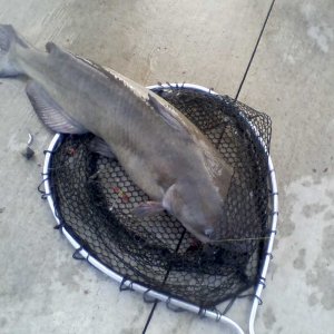 BIG catfish caught June 14 2023 off the pier..jpg