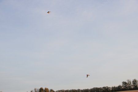 Acrobatic Duck.JPG