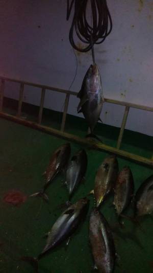 tuna.webp