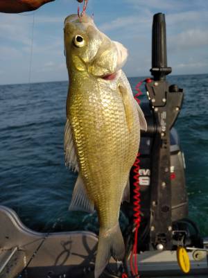 IMG_20180807_1834143.webp