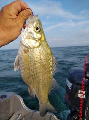 IMG_20180807_1834064.webp