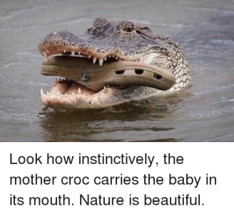 look-how-instinctively-the-mother-croc-carries-the-baby-in-13821899.png