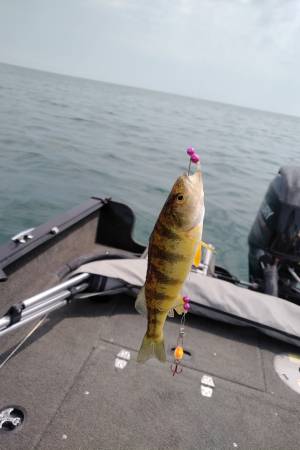 IMG_20190629_1136216.webp