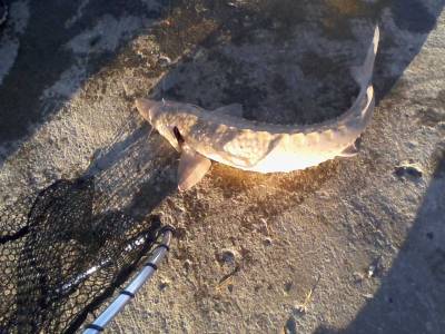 June 30 Lake Erie Sturgeon caught Pt Bruce pier (2).webp