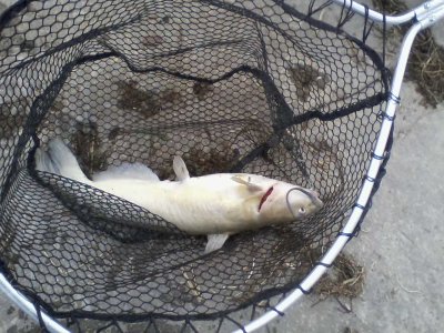 Big ugly catfish caught May 14 2019.jpg