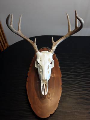 Deer Mount.webp