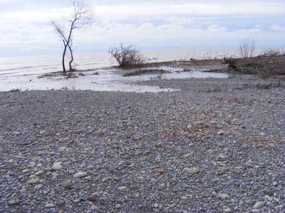 Big Creek at Hastings 002.webp
