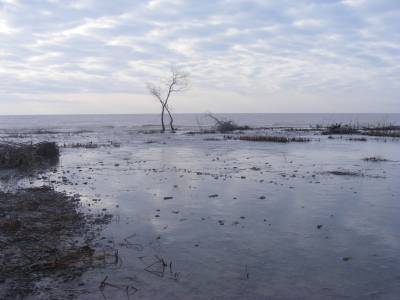 Big Creek at Hastings 005.webp