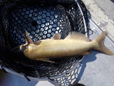 spring walleyes 2019 271.webp