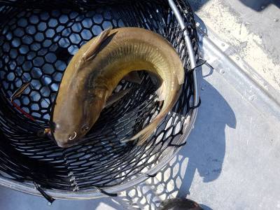 spring walleyes 2019 269.webp