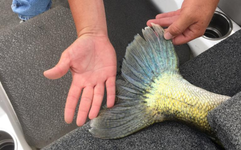 NORTH DAKOTA STATE RECORD2.webp