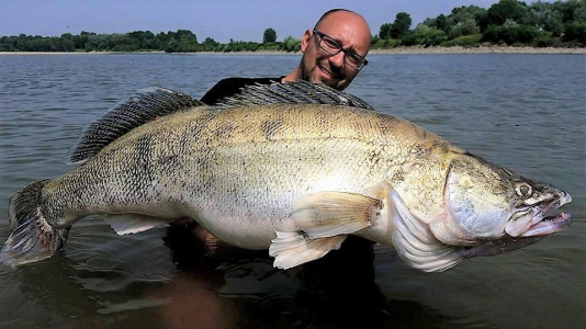 WORLD RECORD ZANDER.webp