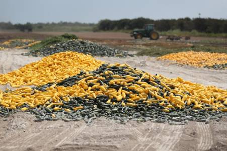 PLOWED VEGIES1.jpg