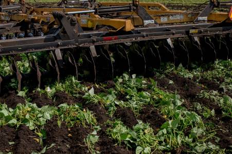 PLOWED VEGIES3.jpg