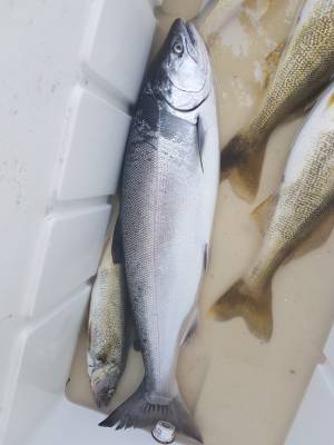 2020 June 29 Erieau summer walleyes 031.webp