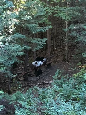 Bear 4.jpg Bear 4.jpg
