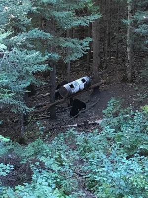 Bear 5.jpg Bear 5.jpg