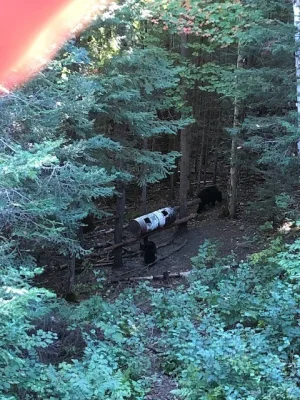 Bear 6.jpg Bear 6.jpg