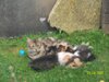 Feral and her kittens in our yard (19).JPG