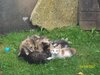 Feral and her kittens in our yard (15).JPG