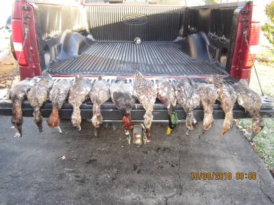 LSC  reds, cans, mallards 002.JPG