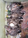 LSC Ducks Sat. Oct. 12 097.jpg