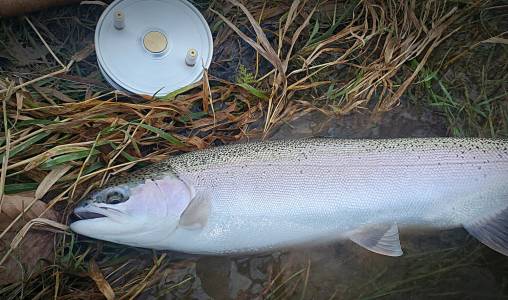 IMG_20201119_081937.webp