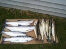 What I brought home July 8 2020 with Wave Runner Pt Glascow (3) 4 Rainbows and 6 walleye.jpg