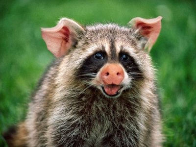 Funny-Animal-Picture-Raccoon-.jpg
