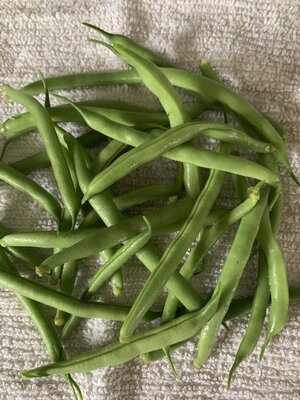 First green beans.jpg