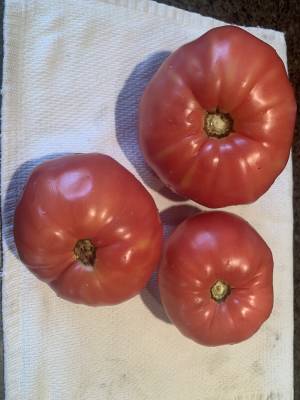 Tomatoes.webp