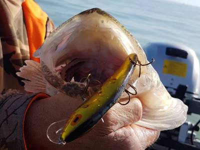 June 17 2020 Pt. Peele spring walleyes 024.webp