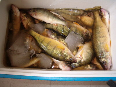75 Perch cought June 12-05 inport burwell in 5 hours 004.jpg