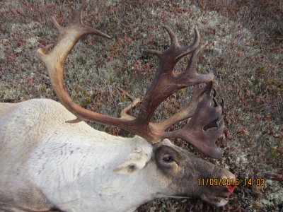 Buchans NFLD 2016 caribou hunt 030.JPG