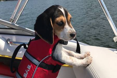 PFD ON A DOG.webp