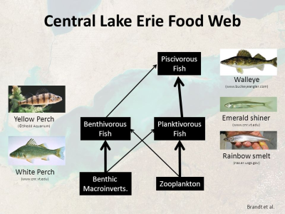 GREAT LAKES FOOD WEB CENTRAL LAKE ERIE.png