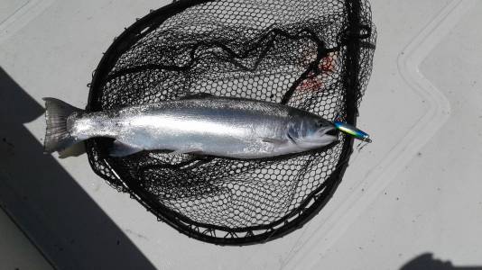 8 lb. steelhead.webp
