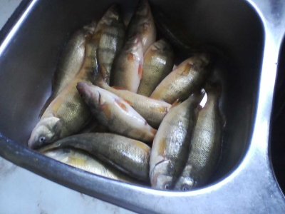 Our catch July 3 2017..jpg