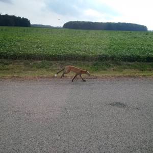 IMG_20170811_172241.webp