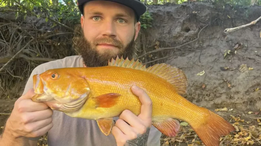 Indiana Man Reels In One of a Kind Gold Bass from Muskegon River