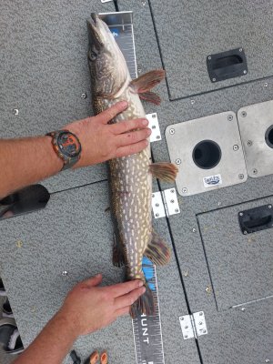 Fishing Report - Remi Lake