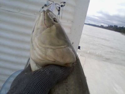 2nd ugly bowfin I've caught. Caught July 9 2021.jpg