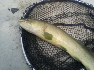 Ugly Bowfin complete with glowin pectoral fins that I caught June 5 2023.jpg