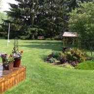 blue spruce