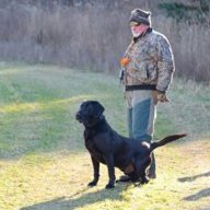 blackdog