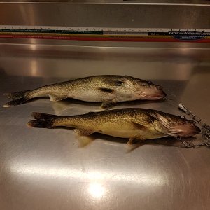 Late Night Walleye