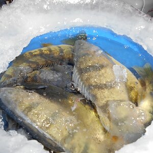 ice fishing feb15 032 (800x600).jpg