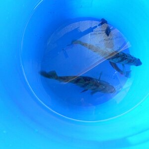 ice fishing feb15 027 (800x600).jpg