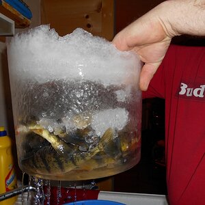 ice fishing feb15 031 (800x600).jpg