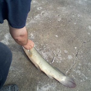 Darren and the Bowfin I caught PM July 12 2019 (1).jpg